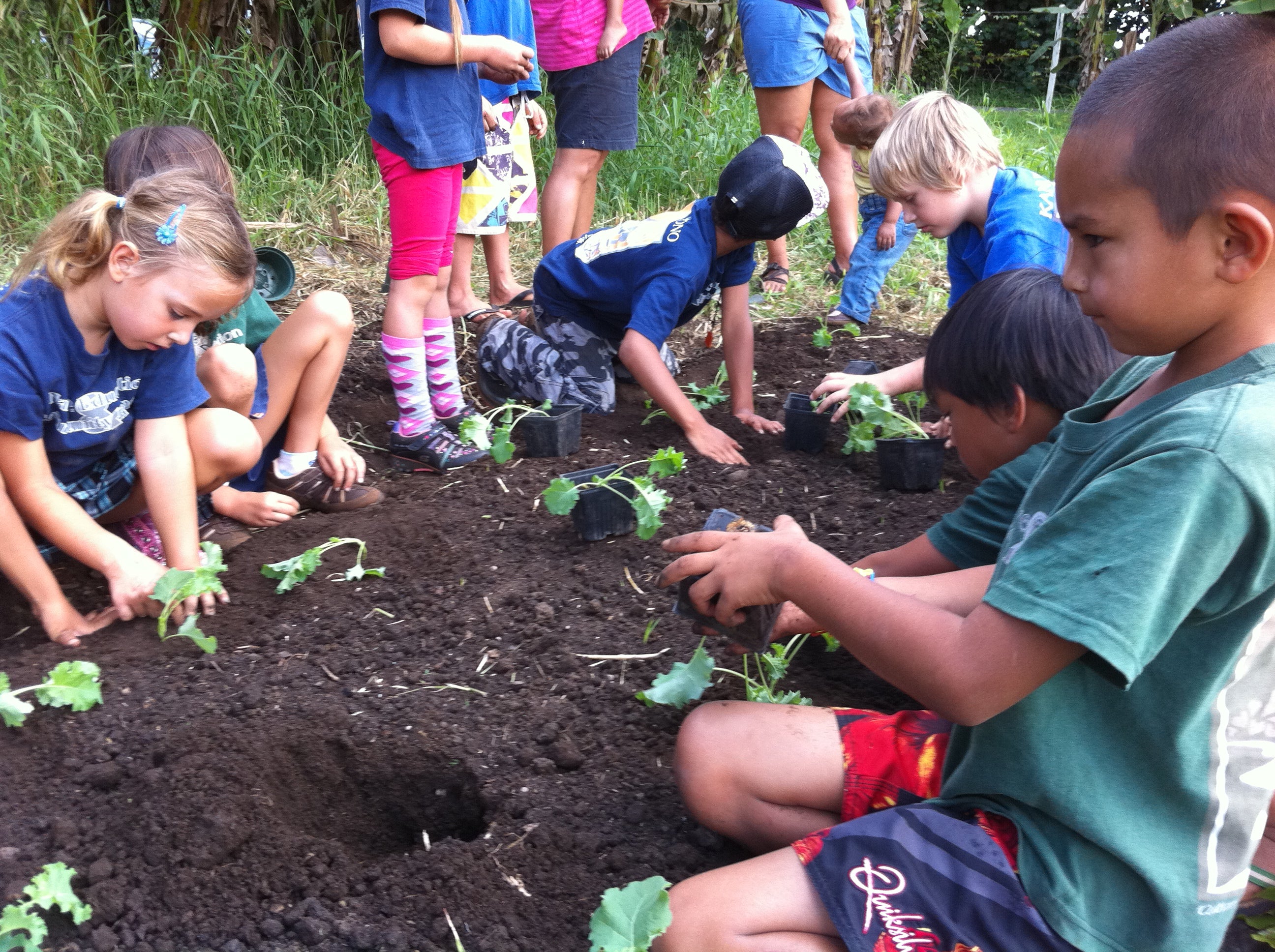 <h4>CARES act funds through the County of Kaua’i facilitates the removal of invasive species on 9 acres of future agroforestry and lo’i areas.</h4>