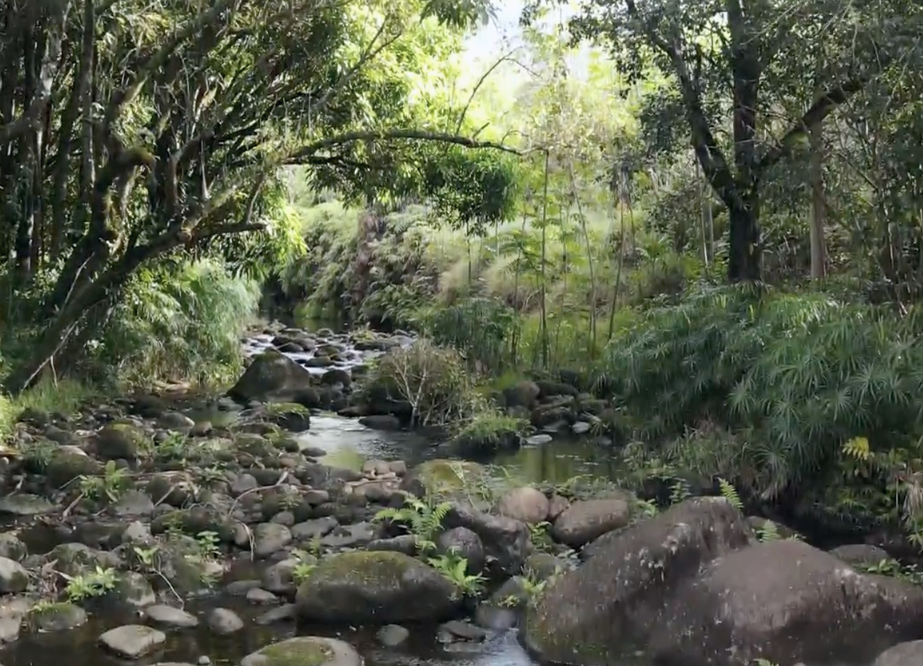 <h4>Grants are awarded to fund the Stream Restoration Project, a new Coastal Resiliency Project, farm and food tours, and Kūlia I Ka Nu`u, an intern program targeting college age youth. </h4>